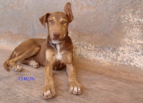 timon c5 2611-324-16